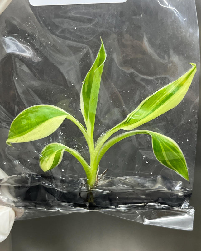 Musa Pink Variegated (NoNo) Tissue Culture (1 item/bag)