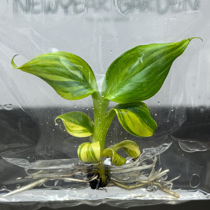 Dwarf Monkey Varigated (Japannese Banana) Tissue Culture (1 item/bag)