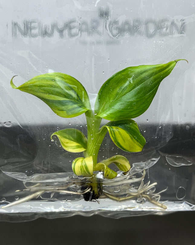 Dwarf Monkey Varigated (Japannese Banana) Tissue Culture (1 item/bag)