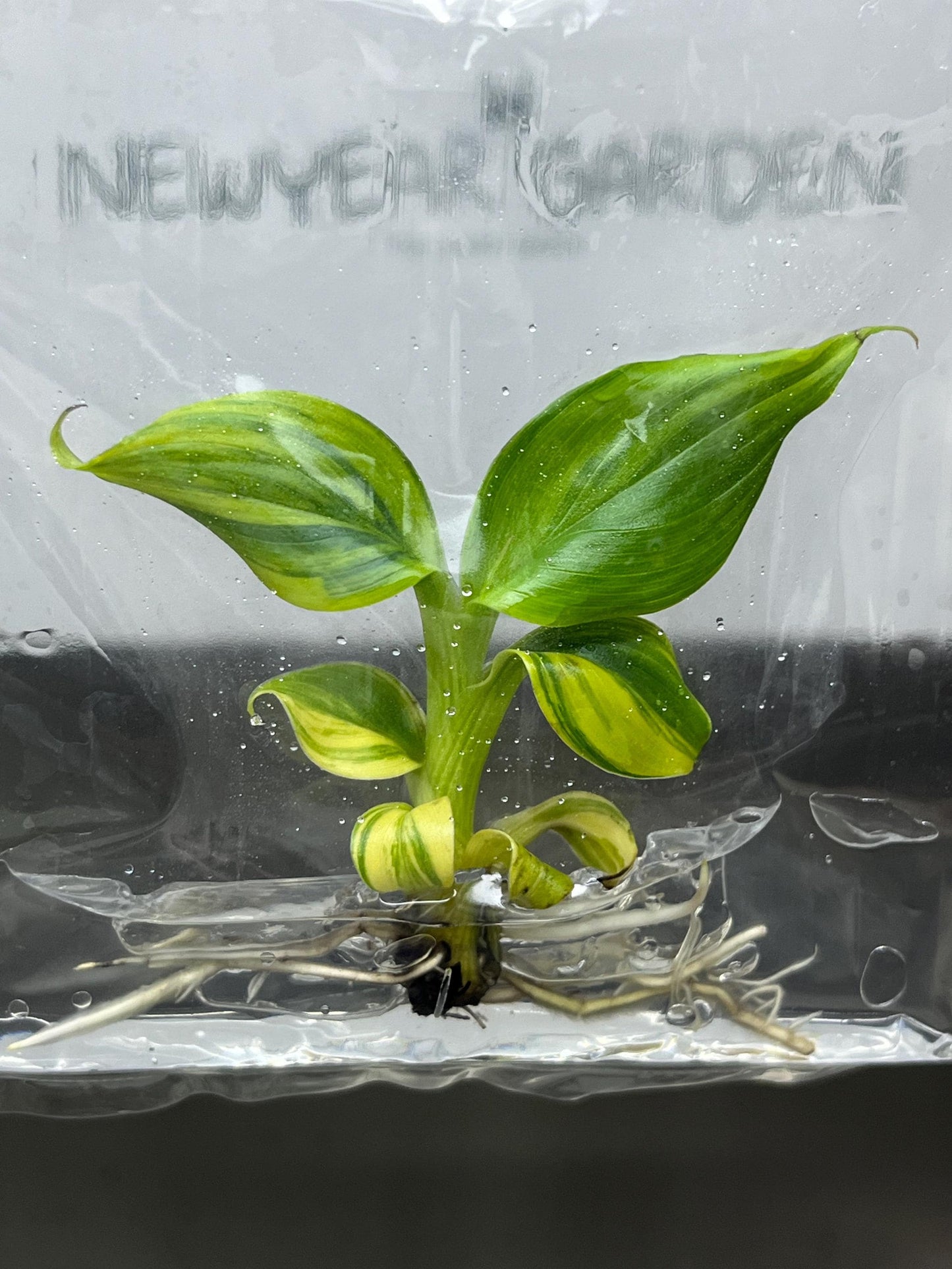 Dwarf Monkey Varigated (Japannese Banana) Tissue Culture (1 item/bag)