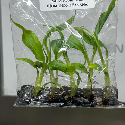 Musa 'Kluai Hom' (Hom Thong Banana) Tissue Culture (5 items/bag)