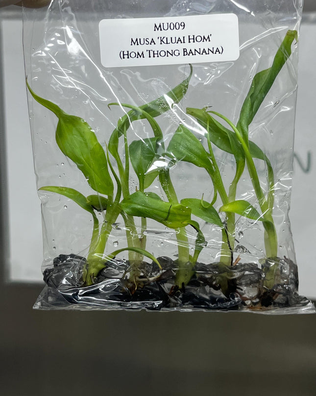 Musa 'Kluai Hom' (Hom Thong Banana) Tissue Culture (5 items/bag)