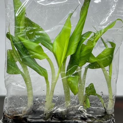Musa Kluai Hom (Cavendish Banana) Tissue Culture (5 items/bag)
