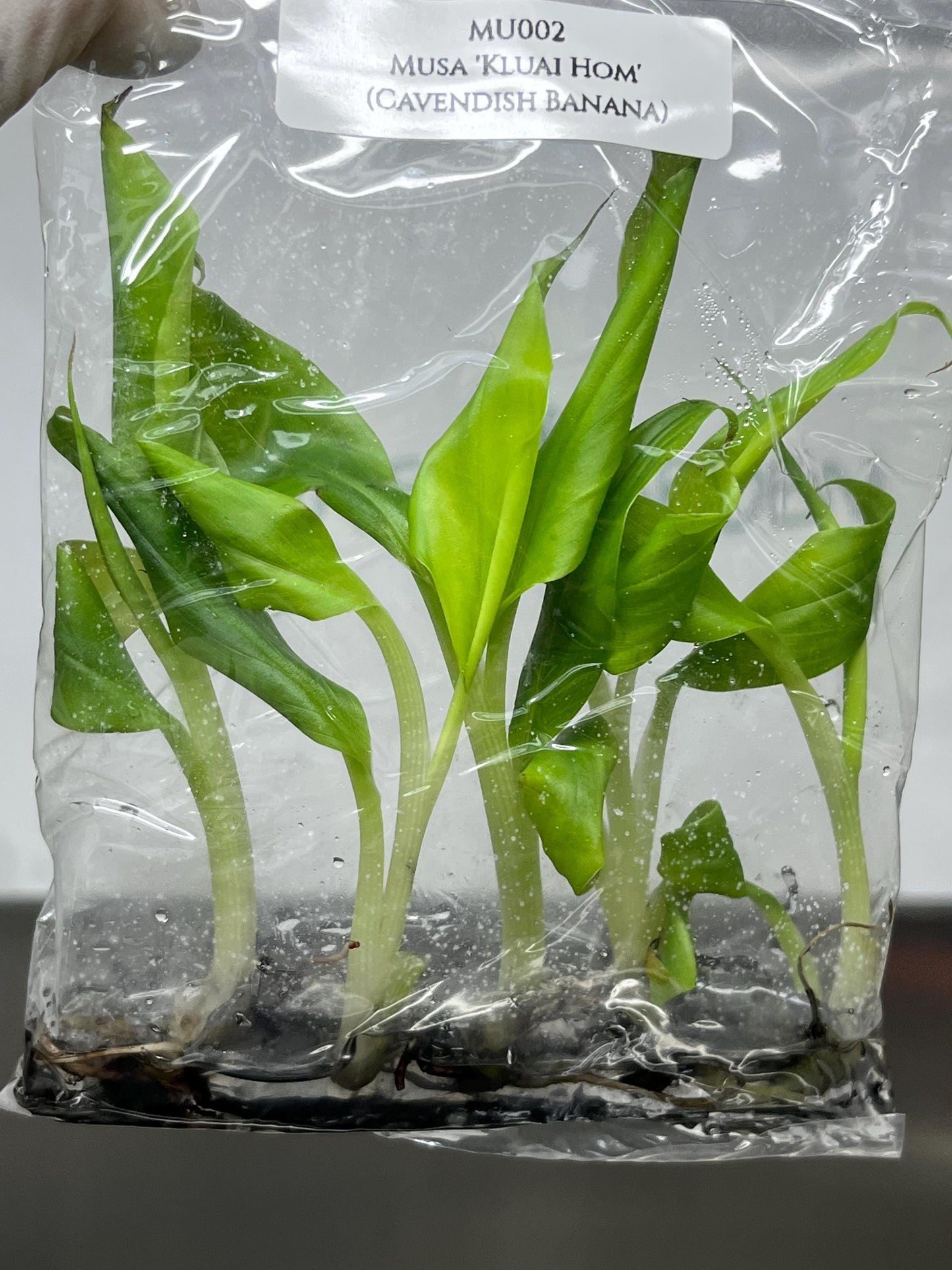 Musa Kluai Hom (Cavendish Banana) Tissue Culture (5 items/bag)