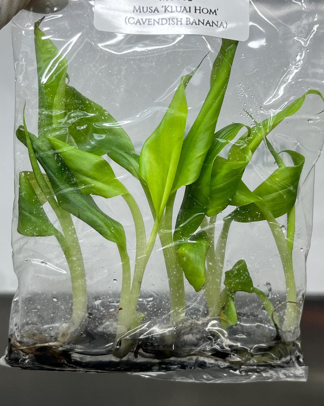 Musa Kluai Hom (Cavendish Banana) Tissue Culture (5 items/bag)