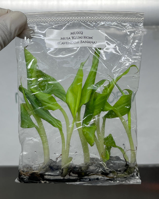 Musa Kluai Hom (Cavendish Banana) Tissue Culture (5 items/bag)
