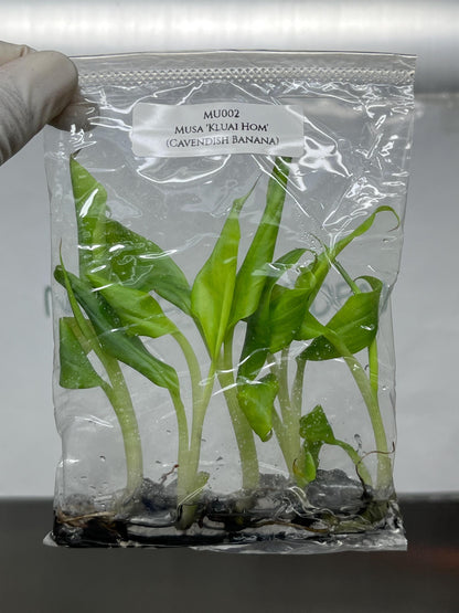 Musa Kluai Hom (Cavendish Banana) Tissue Culture (5 items/bag)