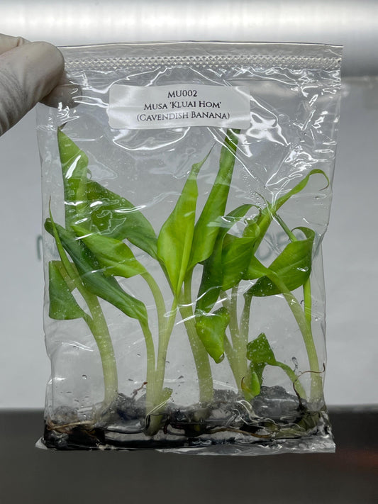 Musa Kluai Hom (Cavendish Banana) Tissue Culture (5 items/bag)