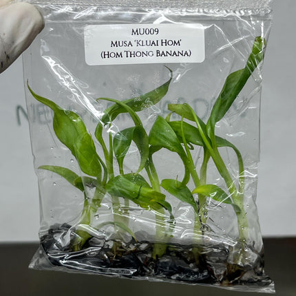 Musa 'Kluai Hom' (Hom Thong Banana) Tissue Culture (5 items/bag)