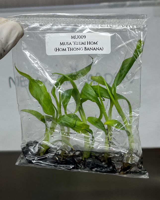 Musa 'Kluai Hom' (Hom Thong Banana) Tissue Culture (5 items/bag)