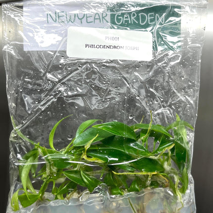 Philodendron Joepii Tissue Culture (5 items/bag)