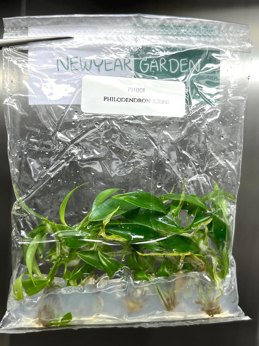 Philodendron Joepii Tissue Culture (5 items/bag)