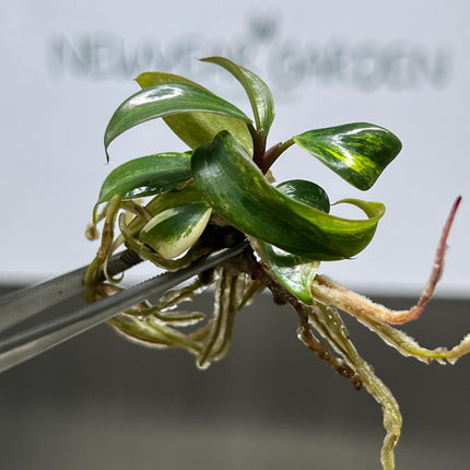 Philodendron Strawberry Shake Variegated Tissue Culture (1 item/bag)