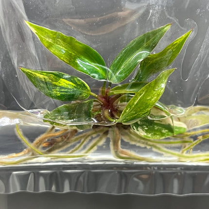 Philodendron Strawberry Shake Variegated Tissue Culture (1 item/bag)