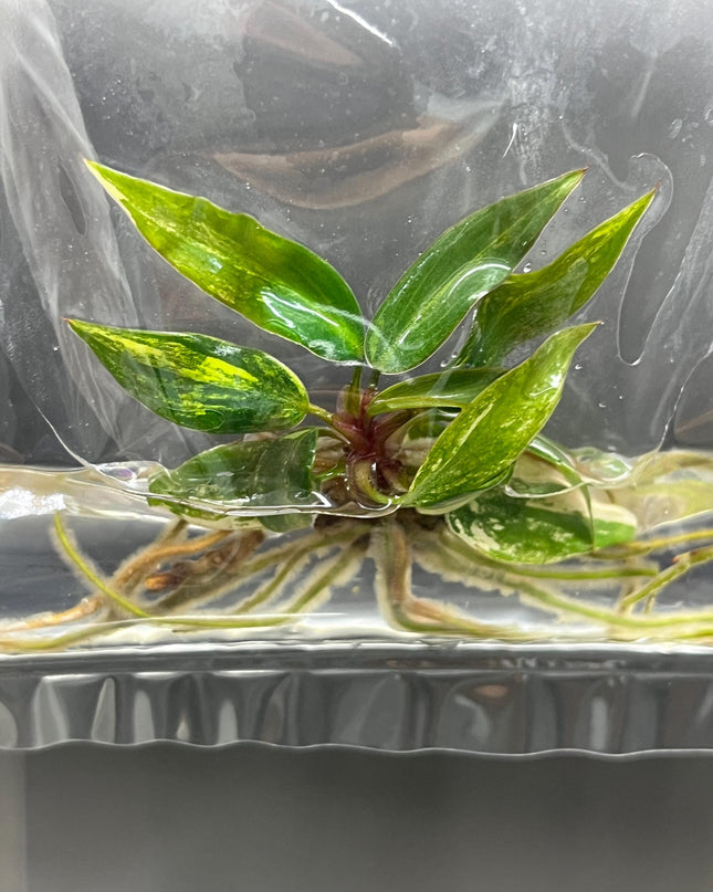 Philodendron Strawberry Shake Variegated Tissue Culture (1 item/bag)