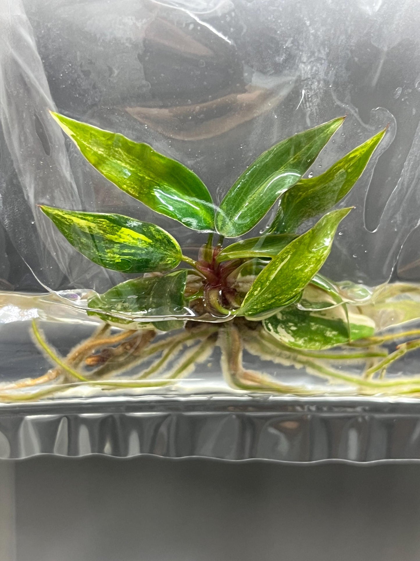 Philodendron Strawberry Shake Variegated Tissue Culture (1 item/bag)