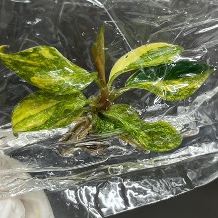 Philodendron Orange Princess Variegated Tissue Culture (1 item/bag)