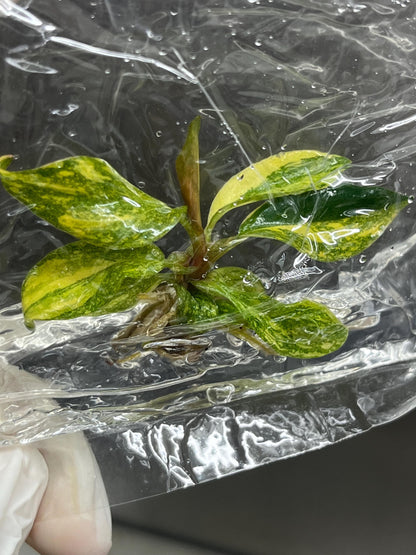 Philodendron Orange Princess Variegated Tissue Culture (1 item/bag)