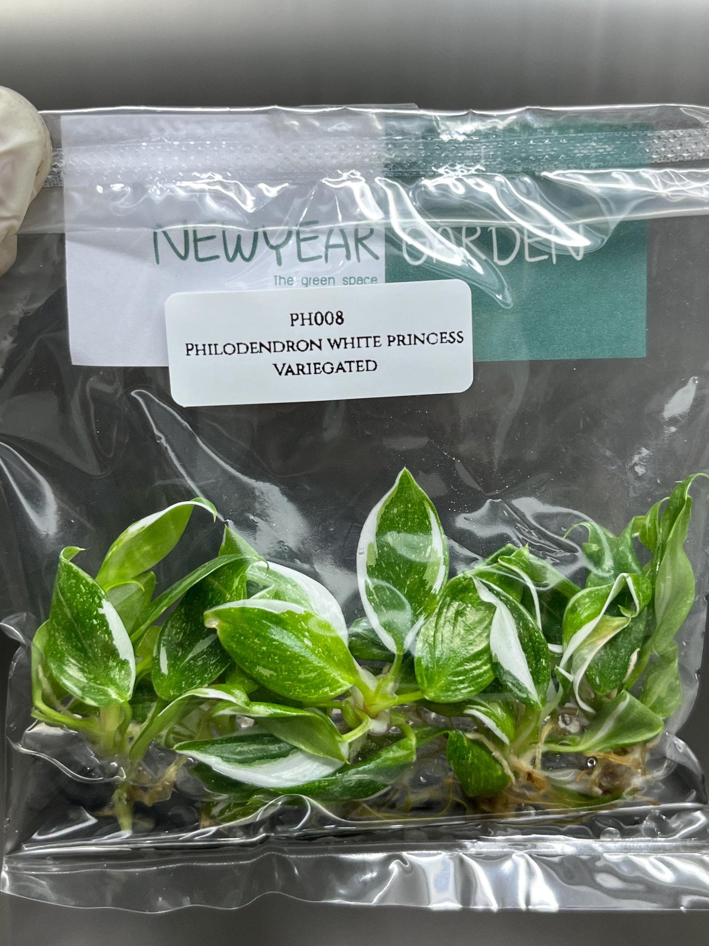 Philodendron White Princess Variegated Tissue Culture (5 items/bag)