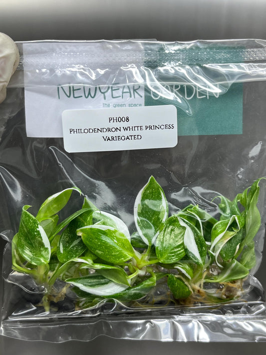 Philodendron White Princess Variegated Tissue Culture (5 items/bag)