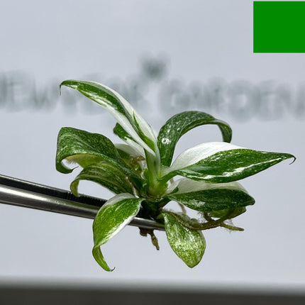 Philodendron White Wizard Variegated Tissue Culture (5 items/bag)