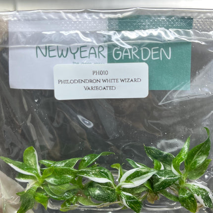 Philodendron White Wizard Variegated Tissue Culture (5 items/bag)