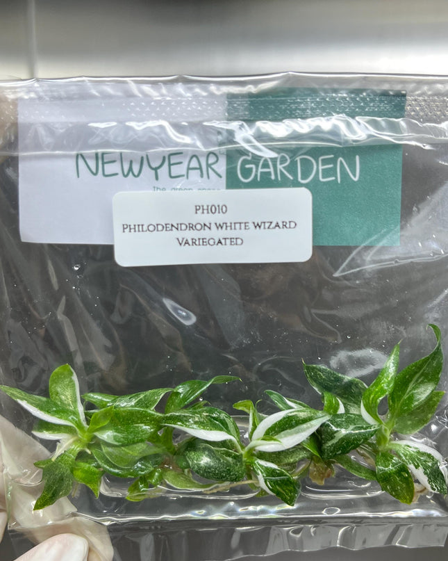Philodendron White Wizard Variegated Tissue Culture (5 items/bag)
