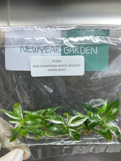 Philodendron White Wizard Variegated Tissue Culture (5 items/bag)