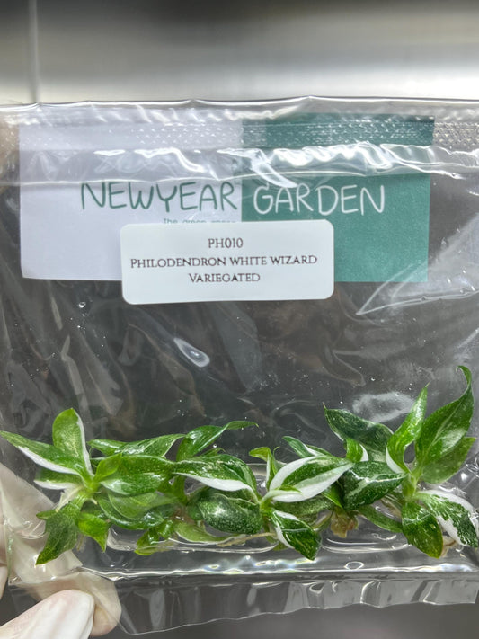 Philodendron White Wizard Variegated Tissue Culture (5 items/bag)