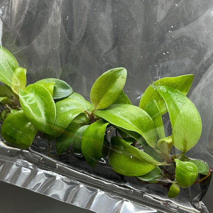 Philodendron Black Cardinal Tissue Culture (5 items/bag)