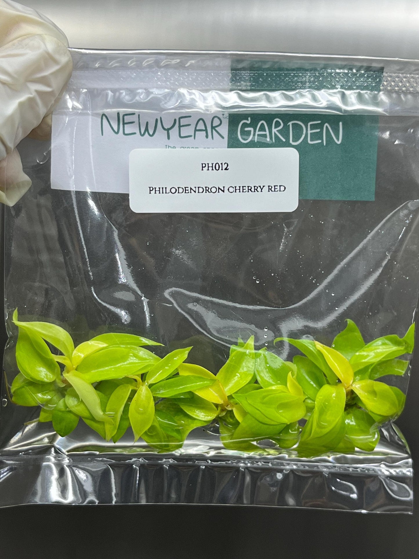 Philodendron Cherry Red Tissue Culture (5 items/bag)