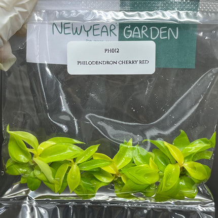 Philodendron Cherry Red Tissue Culture (5 items/bag)