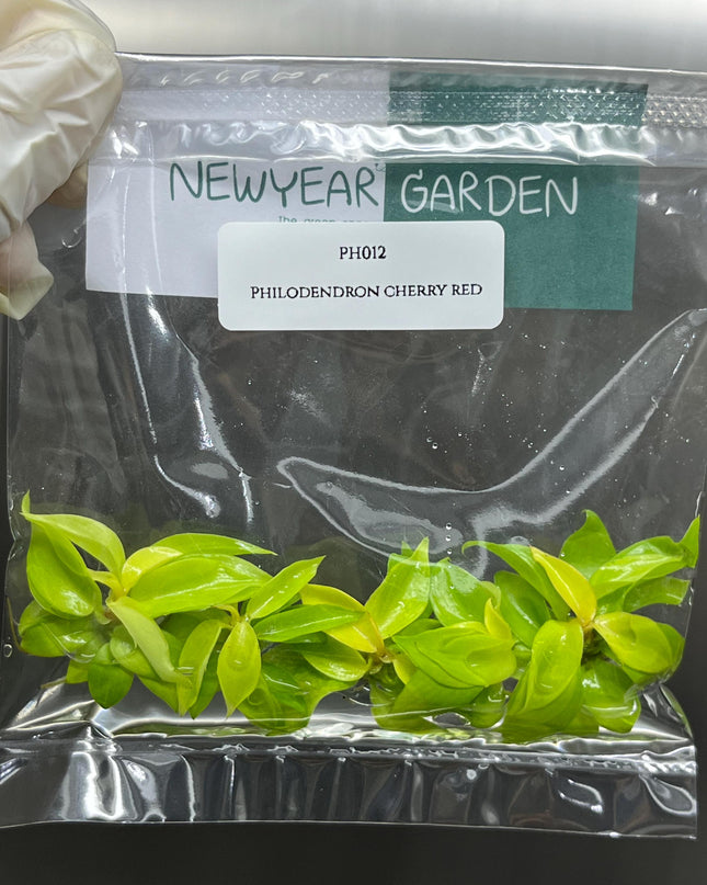 Philodendron Cherry Red Tissue Culture (5 items/bag)