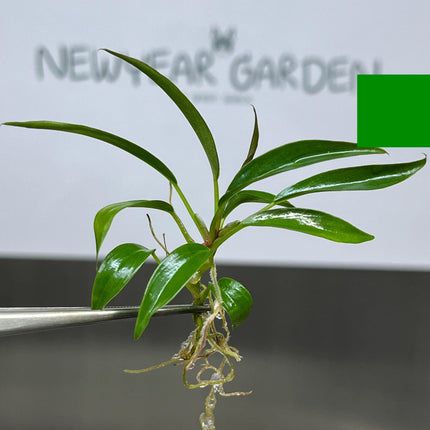 Philodendron Pluto Tissue Culture (5 items/bag)