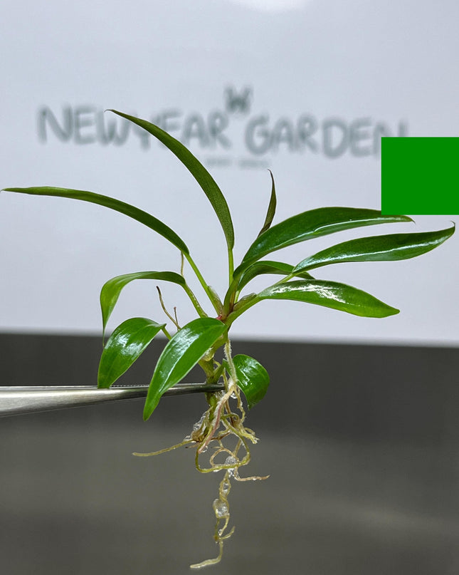 Philodendron Pluto Tissue Culture (5 items/bag)