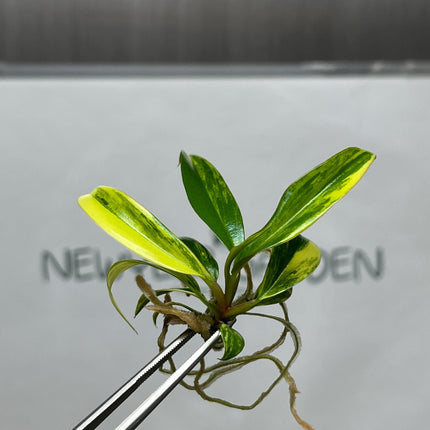 Philodendron Caramel Marble Variegated Tissue Culture (1 item/bag)
