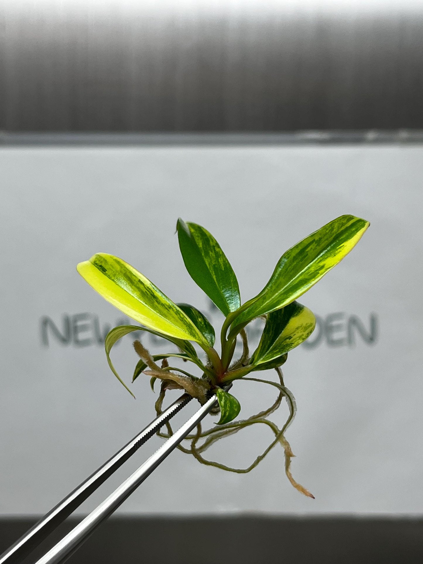 Philodendron Caramel Marble Variegated Tissue Culture (1 item/bag)