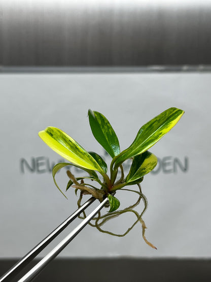 Philodendron Caramel Marble Variegated Tissue Culture (1 item/bag)