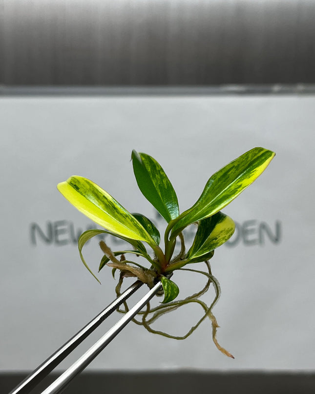 Philodendron Caramel Marble Variegated Tissue Culture (1 item/bag)