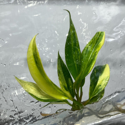 Philodendron Caramel Marble Variegated Tissue Culture (1 item/bag)