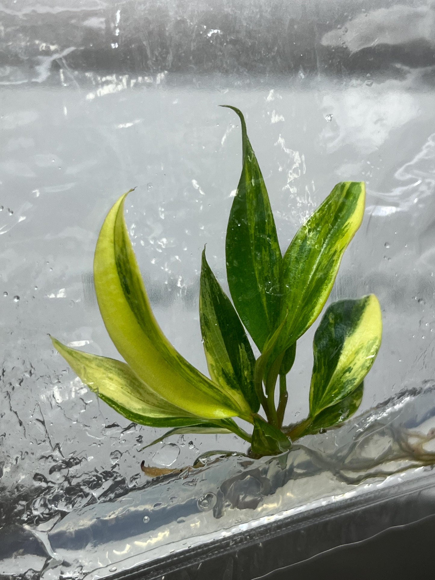 Philodendron Caramel Marble Variegated Tissue Culture (1 item/bag)
