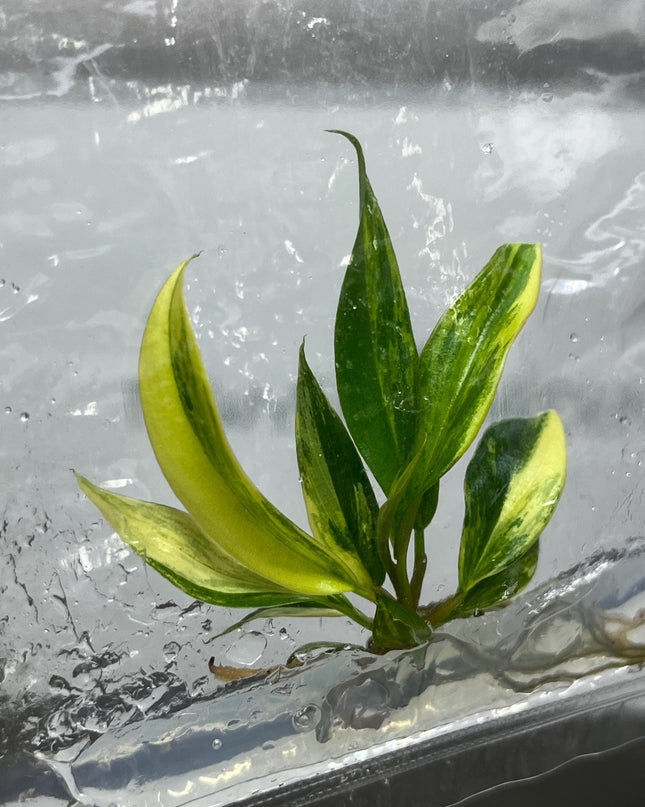 Philodendron Caramel Marble Variegated Tissue Culture (1 item/bag)