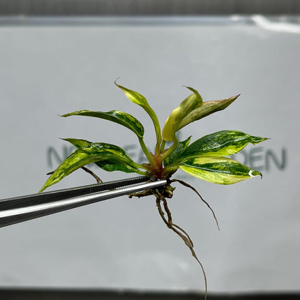 Philodendron Caramel Marble Variegated (Fire Tiger) Tissue Culture (1 item/bag)