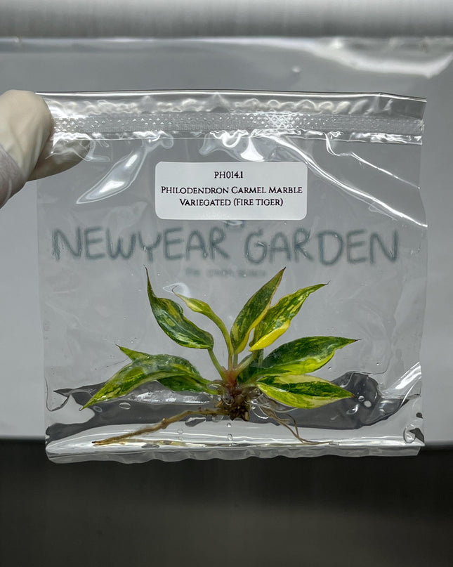 Philodendron Caramel Marble Variegated (Fire Tiger) Tissue Culture (1 item/bag)