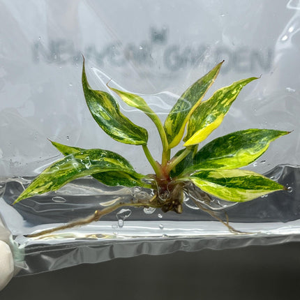 Philodendron Caramel Marble Variegated (Fire Tiger) Tissue Culture (1 item/bag)