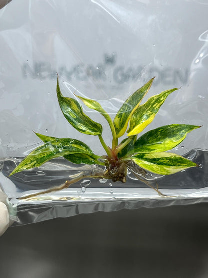 Philodendron Caramel Marble Variegated (Fire Tiger) Tissue Culture (1 item/bag)
