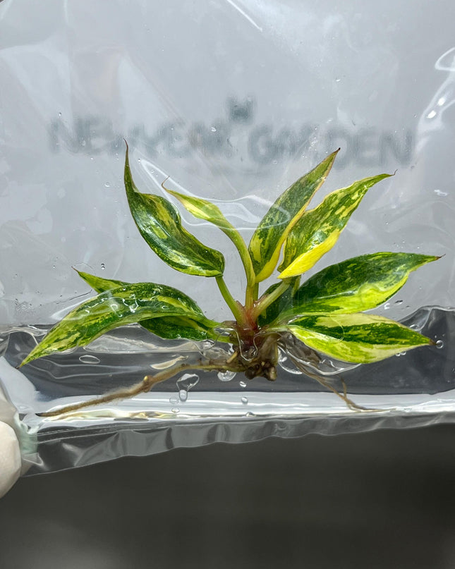Philodendron Caramel Marble Variegated (Fire Tiger) Tissue Culture (1 item/bag)