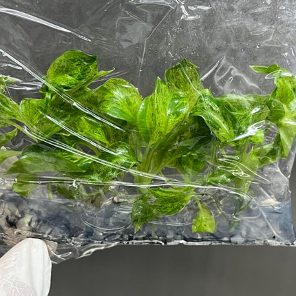 Philodendron Paraiso Verde Tissue Culture (5 items/bag)