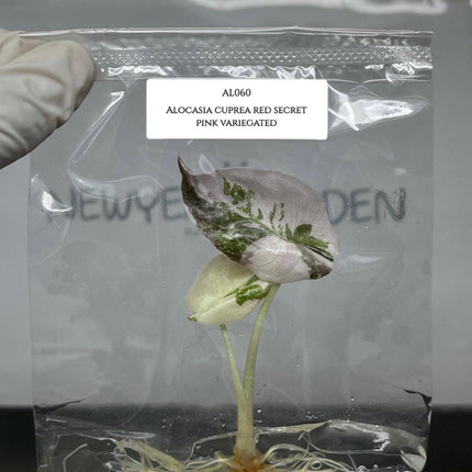 Alocasia Cuprea Pink Variegated Tissue Culture (1 item/bag)