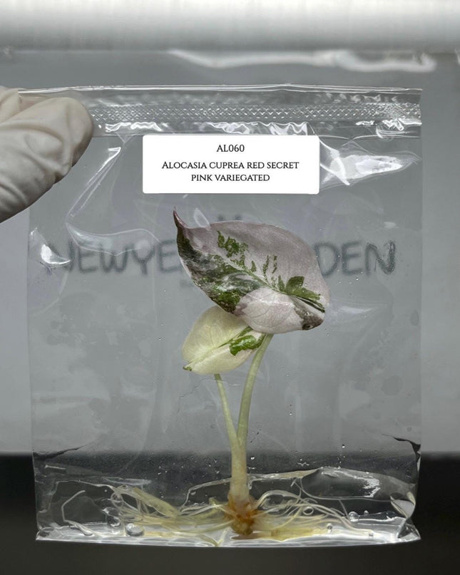Alocasia Cuprea Pink Variegated Tissue Culture (1 item/bag)